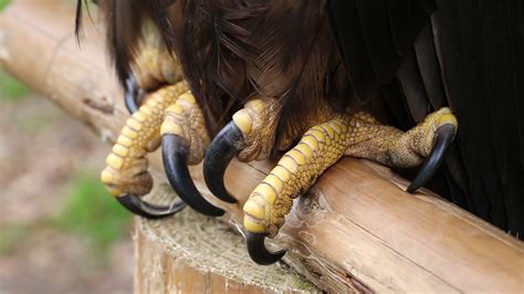 Talons of sea eagle close up. Female sea eagle, bird of prey Stock ...