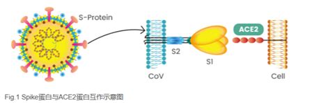 Spike protein complex of SARS-CoV-2 | BioSerendipity