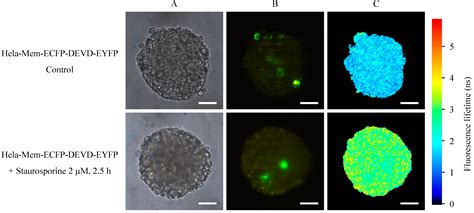 Monitoring of Apoptosis in 3D Cell Cultures by FRET and Light Sheet ...
