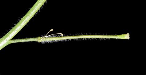 Sisymbrium orientale L. | Plants of the World Online | Kew Science