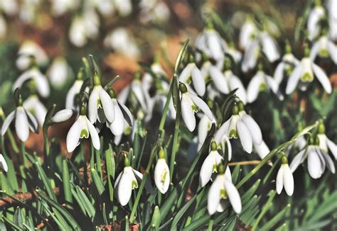 Image result for Spring Snowflake Bells