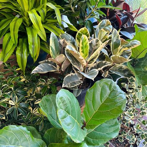 Houseplant Vacation, 9197 NC Highway 751, Durham, NC, United States ...