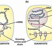 Image result for proeukaryotic