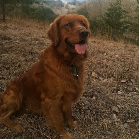 Red Golden Retriever in Natural Setting