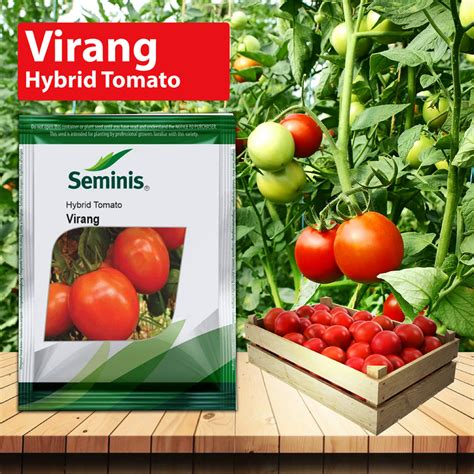 Buy Tomato Seeds Online | High-Yield Hybrid & Desi Tomato Seeds India ...