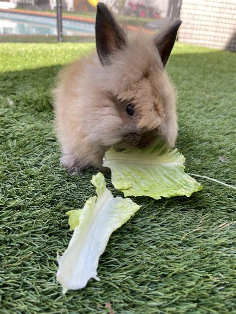 Everything You Need To Know Before Bringing Your Lionhead Bunny Home ...