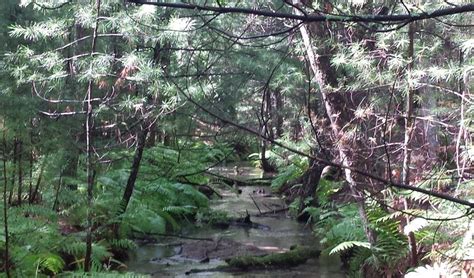 Image result for Alien Michigan Frog