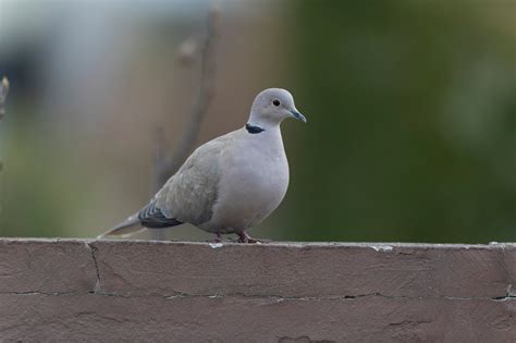 Collared Dove In Spanish at Rebecca Bowens blog
