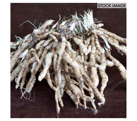 Van Zyverden Tall Phlox Paniculata Starfire Set of 5 Roots - QVC.com