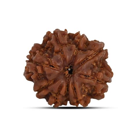 Premium 9 Mukhi Nepal Rudraksha 22.23 MM at Best Price