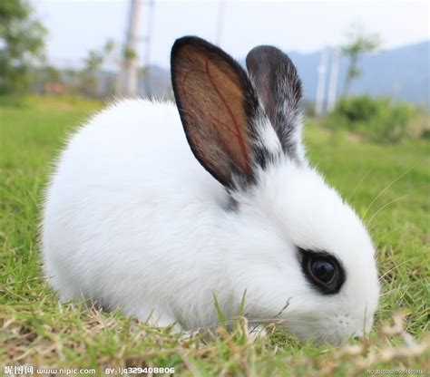 兔子的名字高雅而好听 小兔子起什么名字好？
