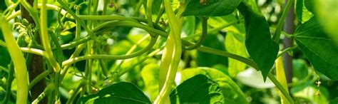 ARKA SARATH FRENCH BEANS HYBRID DISEASE RESISTANT VEGETABLE SEEDS (20 ...