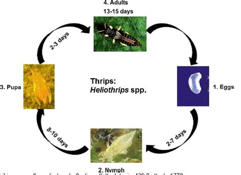 Loquat Insect Pests | Vikaspedia - English - Agriculture