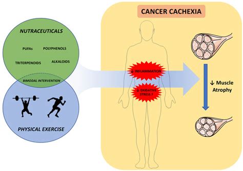 Nutraceuticals and Exercise against Muscle Wasting during Cancer Cachexia
