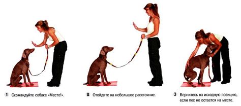 Как научить собаку командам: два эффективных способа и пошаговые инструкции