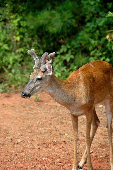 Young Buck Deer Free Stock Photo - Public Domain Pictures