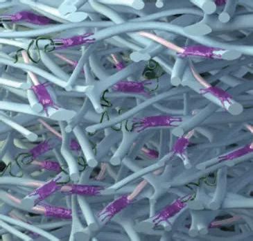 Image result for Dermal Matrix Application