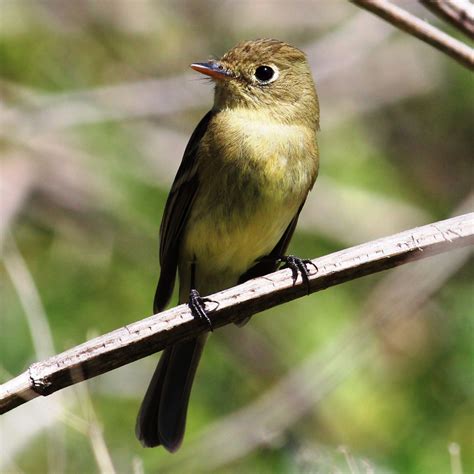 Pacific Slope Flycatcher