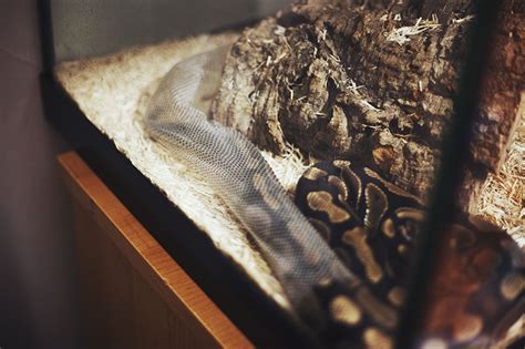 Image result for Python Skin Shed