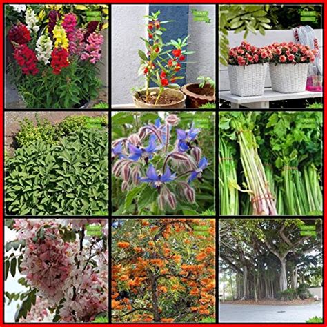 Creative Farmer Plant Seeds Combo Herb Seeds and Flower Seeds ...
