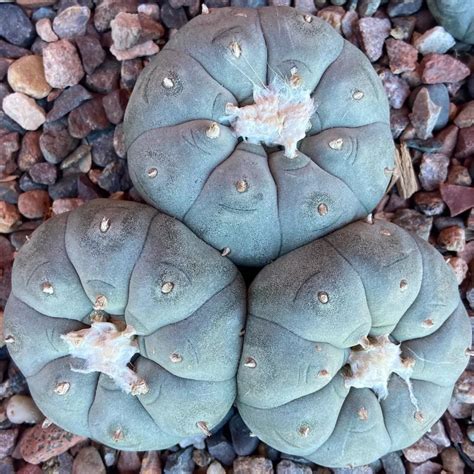 Peyote Cactus (Lophophora williamsii) Care Guide