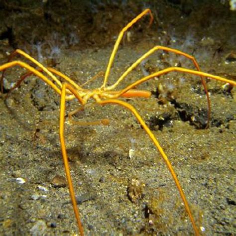 Electric Sea Spider