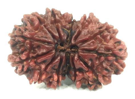 Buy Rudrakshguru Nepal Wooden Brown 13 Mukhi Gauri Shankar Rudraksha ...