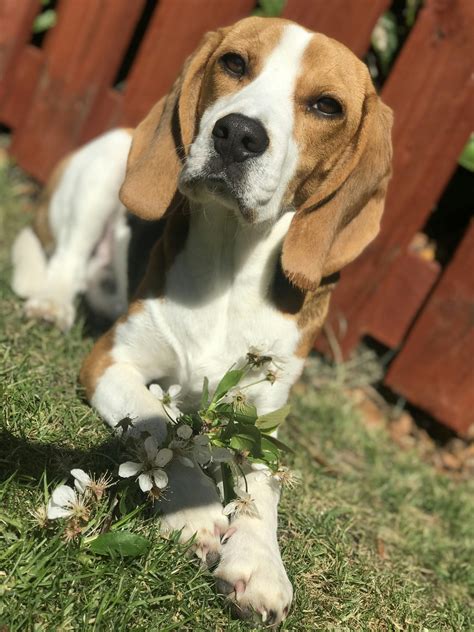 Do Beagles Always Run Away