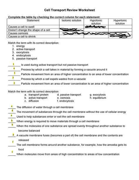 Cell Transport Worksheet Answer Key Pdf