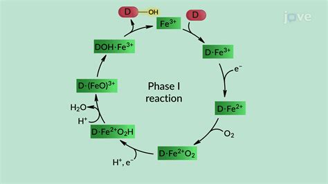 Video: Drug Metabolism: Phase I Reactions
