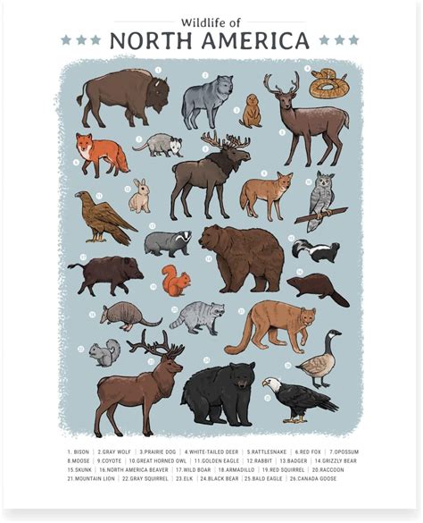Amazon.com: Wildlife of North America - Educational Wall Art Poster for ...