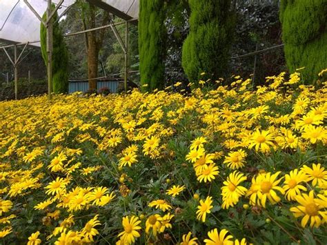 Genting Highlands Tourism (2024): All You Need to Know Before You Go