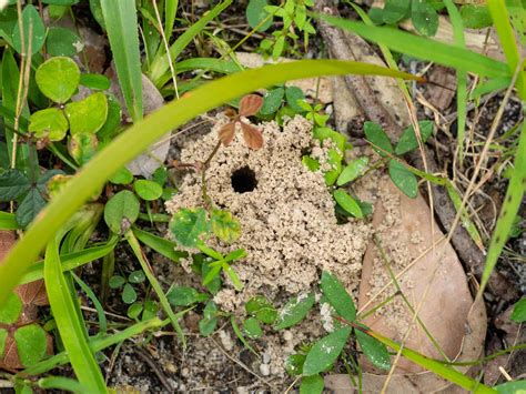 Hornets Nest In Ground 5 Facts About Hornets Holistic Pest Solutions