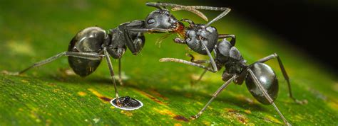 Wildlife Institute of India-Category 2 Centre on World Natural Heritage ...