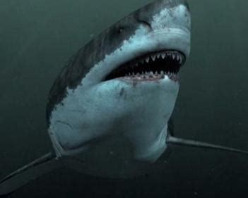 揭秘「巨牙鯊」滅絕之謎：或因體型過大而導致滅絕 - 每日頭條
