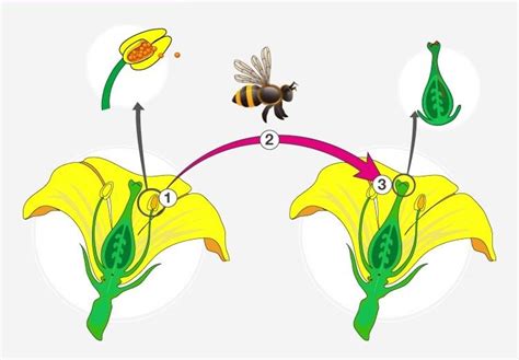 What is Pollination - NEET PDF Download