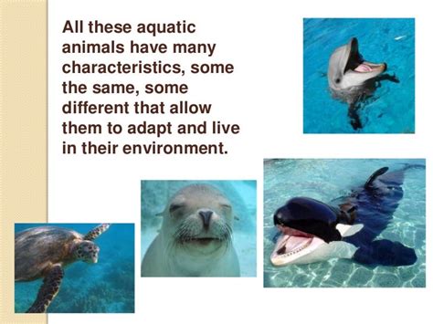 What Are Aquatic Adaptation at Jackson Steinfeld blog