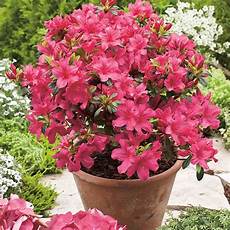 fiori azalee le azalee piante appartamento come curare le azalee fiori azalee le azalee piante appartamento come curare le azalee