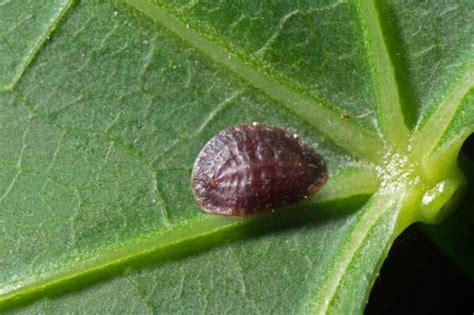 Image result for Scale Insect Control