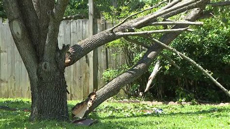 Straight Line Wind Damage 的图像结果