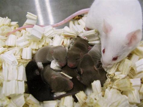母鼠哺乳需要注意什么-宠物网问答