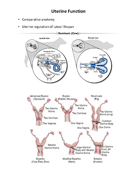 Lecture 6 - Uterine Function • Comparative anatomy • Uterine regulation of luteal lifespan ... - lifespan of x chromosome in uterus