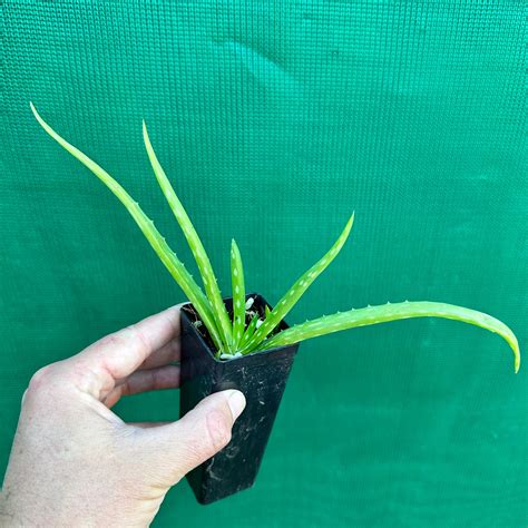 Aloe vera - Edible Jungle Nursery