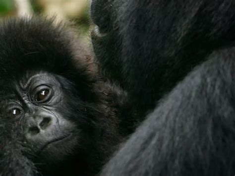 Here's All You Need To Know About The World's Largest Gorilla That Is ...