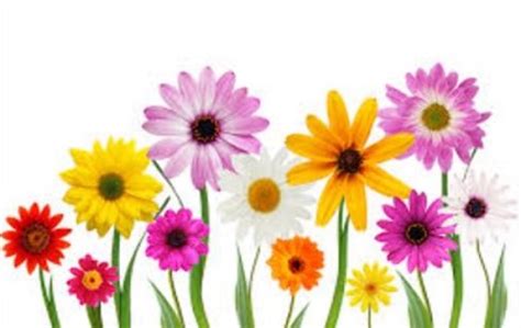 Download High Quality may clip art flower Transparent PNG Images - Art ...