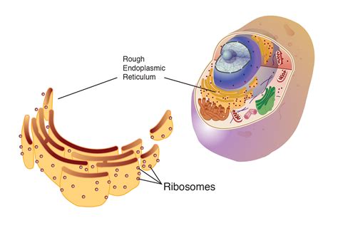 Ribosome