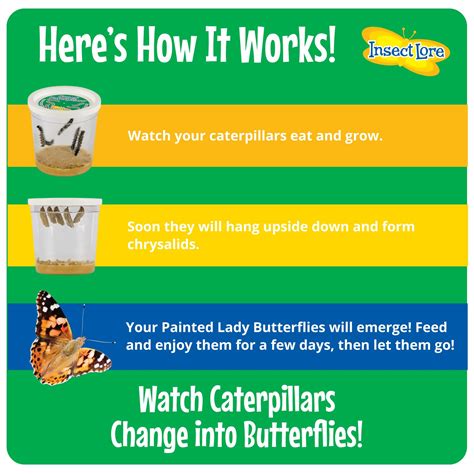 Mua Insect Lore Birthday Butterfly Garden | Butterfly Growing Kit with ...