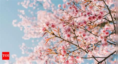 When is the first day of spring 2025? Know more about the vernal ...