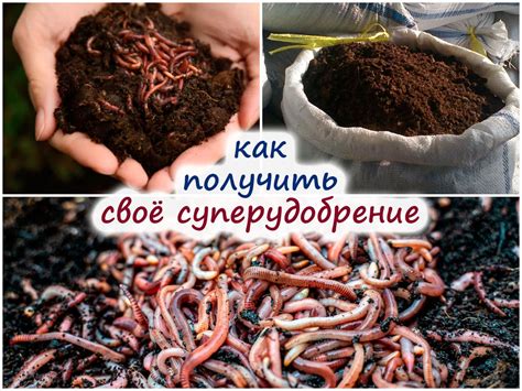 Производим биогумус: как получить своё суперудобрение – правильно ...