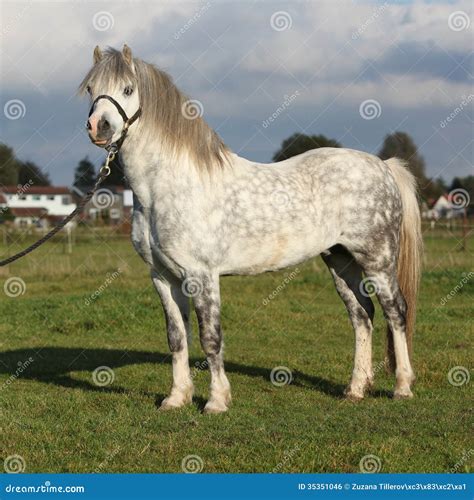 White Welsh Mountain Pony with Black Halter Stock Photo - Image of ...